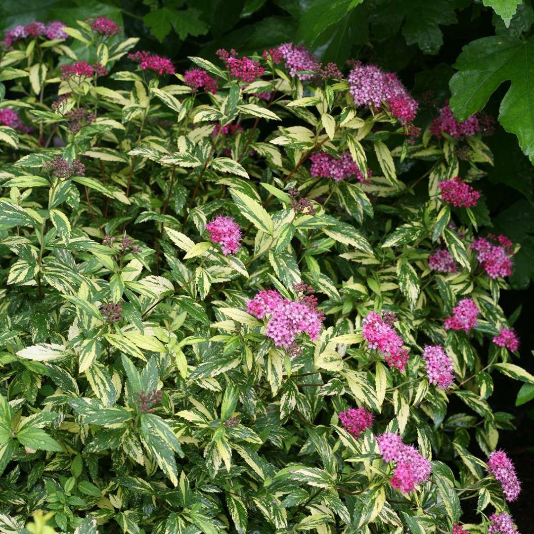 Double Play Painted Lady Spiraea blooming in landscape by oakleaf hydrangea